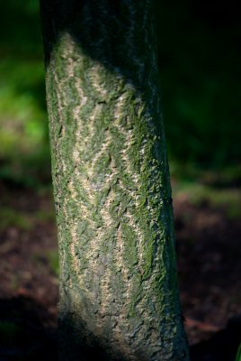Ginkgo biloba 'Saratoga' - jinan dvoulaločný - borka